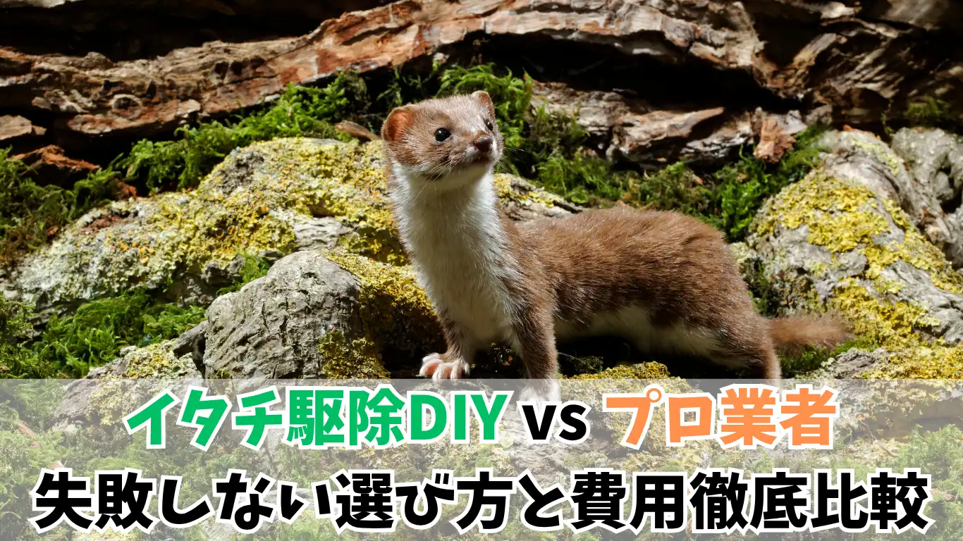 イタチ駆除DIY vs プロ業者｜失敗しない選び方と費用徹底比較