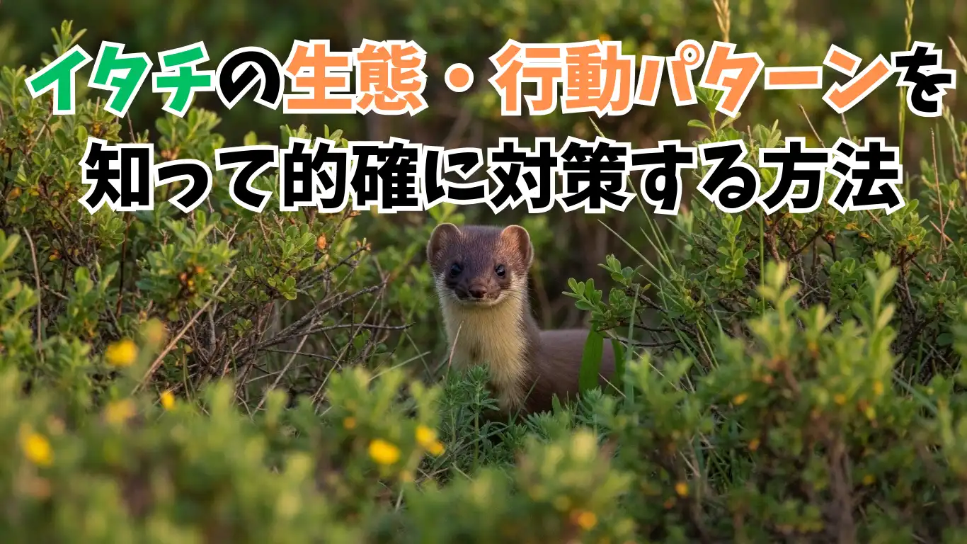 イタチの生態・行動パターンを知って的確に対策する方法