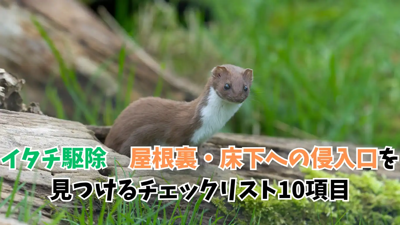 イタチ駆除　屋根裏・床下への侵入口を見つけるチェックリスト10項目
