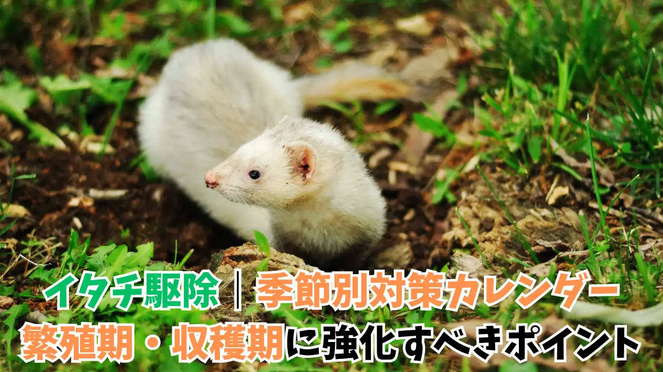 イタチ駆除|季節別対策カレンダー:繁殖期・収穫期に強化すべきポイント タイトル画像