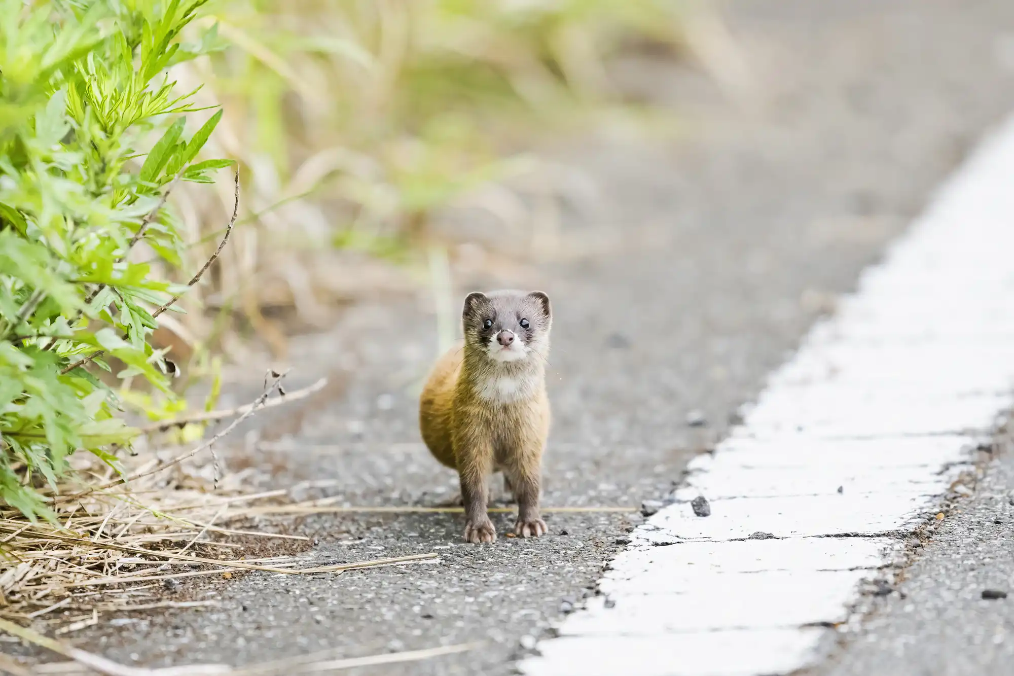 道路を歩くイタチ