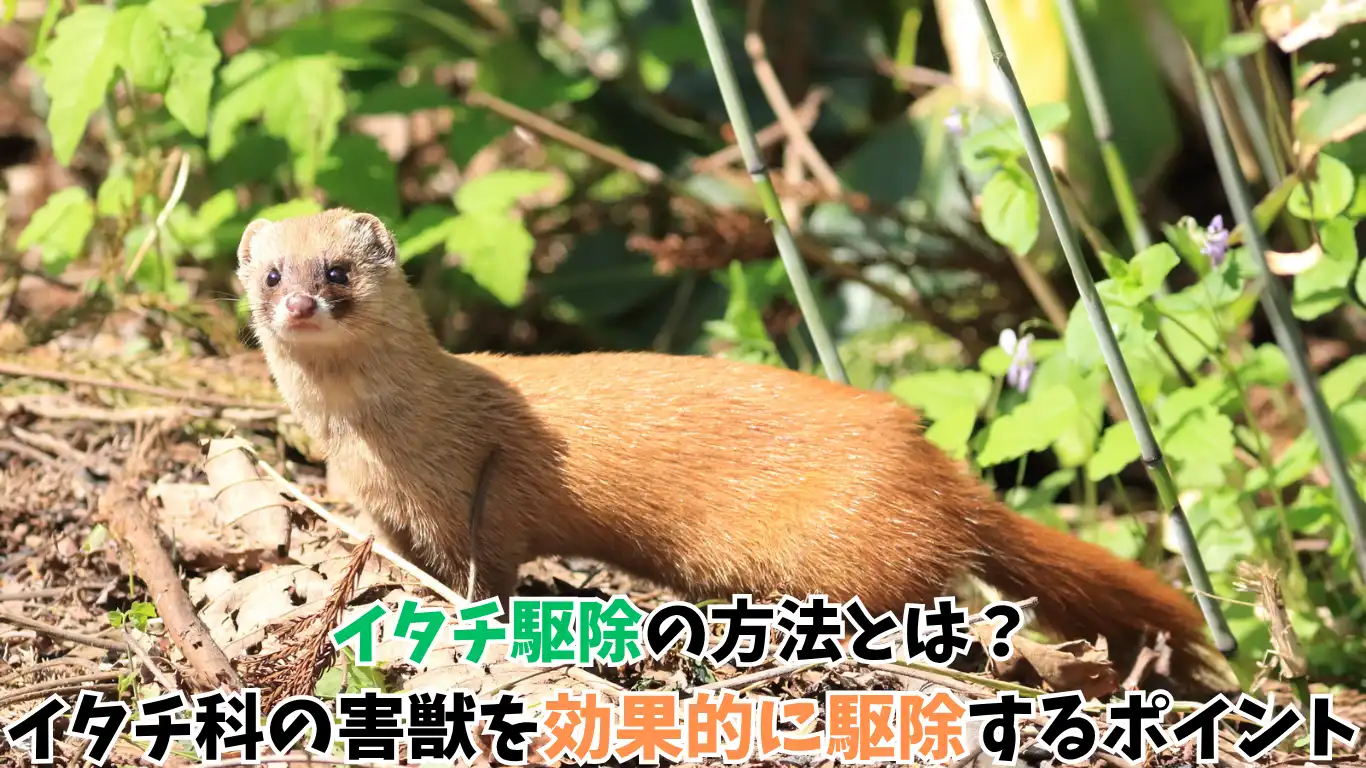 イタチ駆除の方法とは?イタチ科の害獣を効果的に駆除するポイント タイトル画像