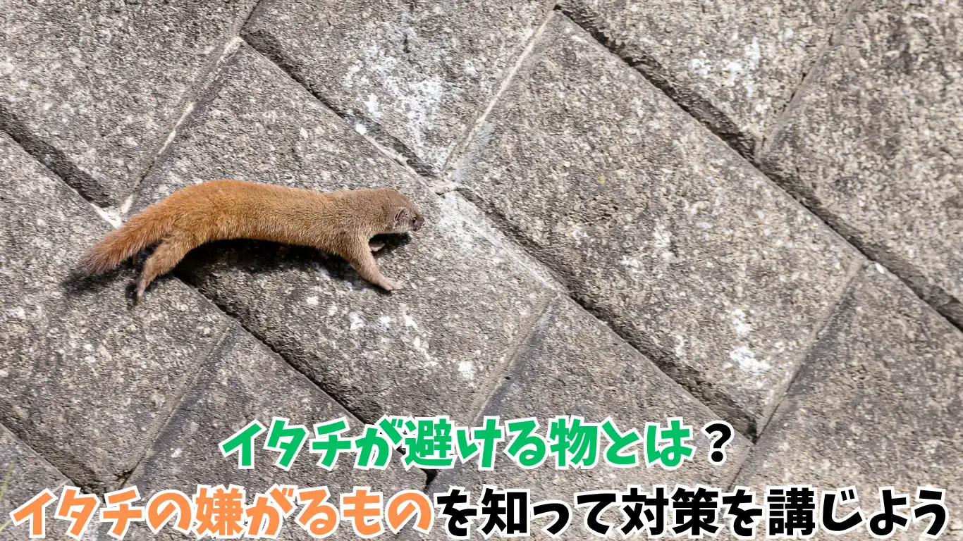 イタチが避ける物とは?イタチの嫌がるものを知って対策を講じよう タイトル画像
