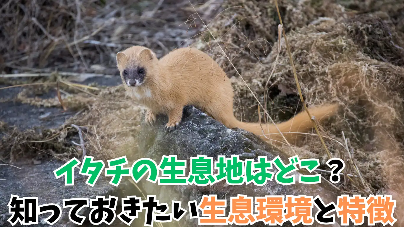 イタチの生息地はどこ?知っておきたい生息環境と特徴 タイトル画像