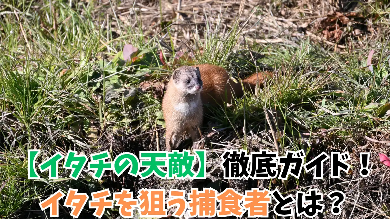【イタチの天敵】徹底ガイド！イタチを狙う捕食者とは？タイトル画像