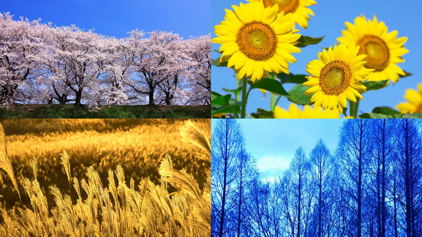 四季の花イメージ