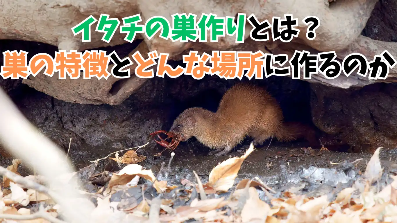 イタチの巣作りとは?巣の特徴とどんな場所に作るのか タイトル画像