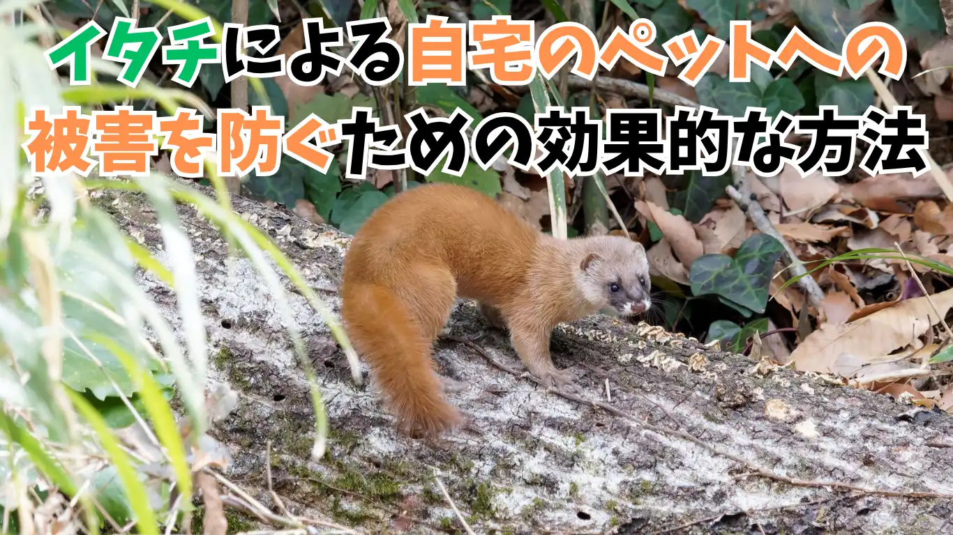 イタチによる自宅のペットへの被害を防ぐための効果的な方法 タイトル画像