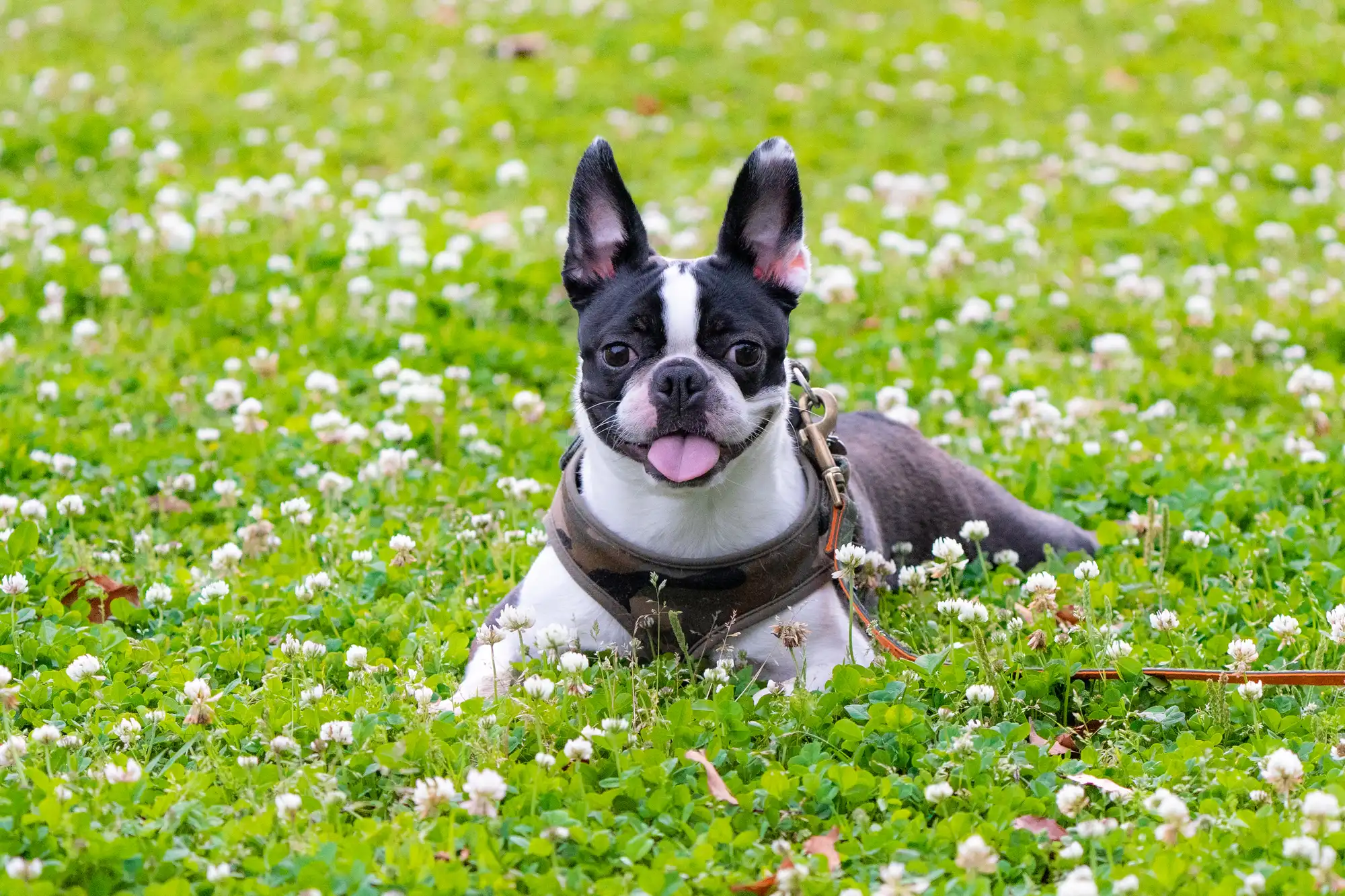 草むらにいる黒い犬