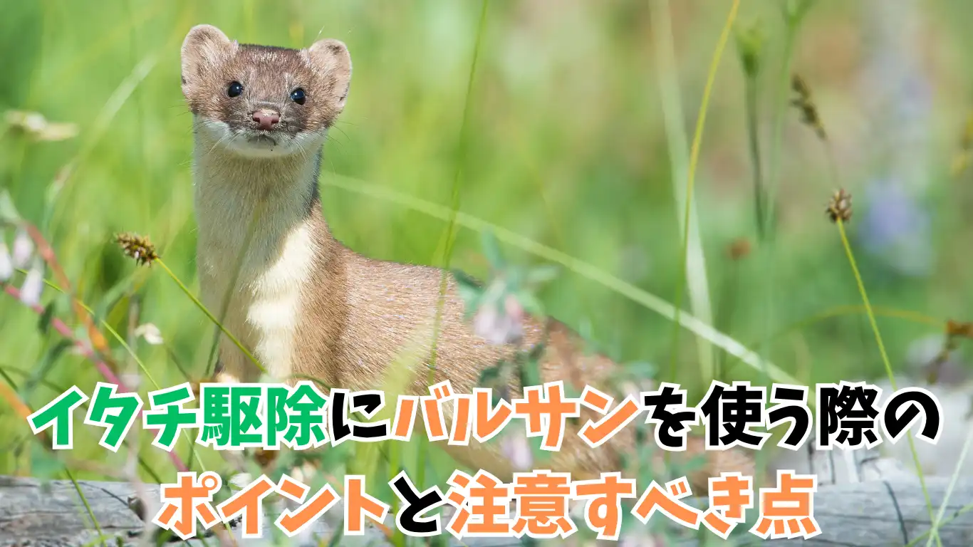 イタチ駆除にバルサンを使う際のポイントと注意すべき点 タイトル画像