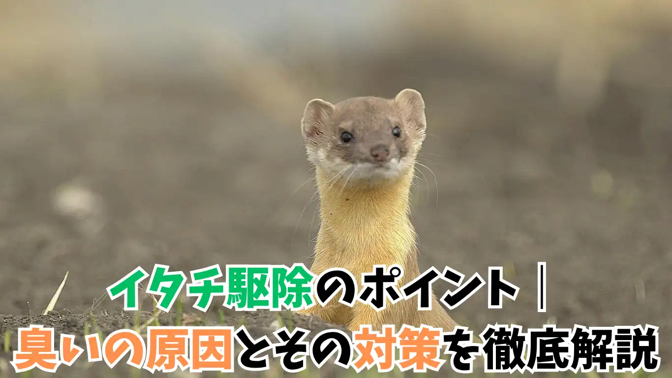イタチ駆除のポイント｜臭いの原因とその対策を徹底解説 タイトル画像