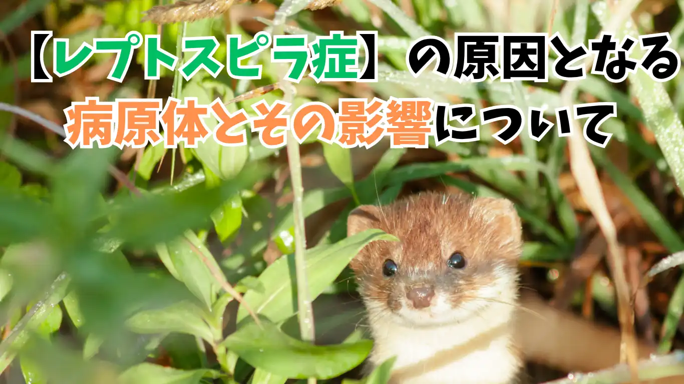 【レプトスピラ症】の原因となる病原体とその影響について タイトル画像