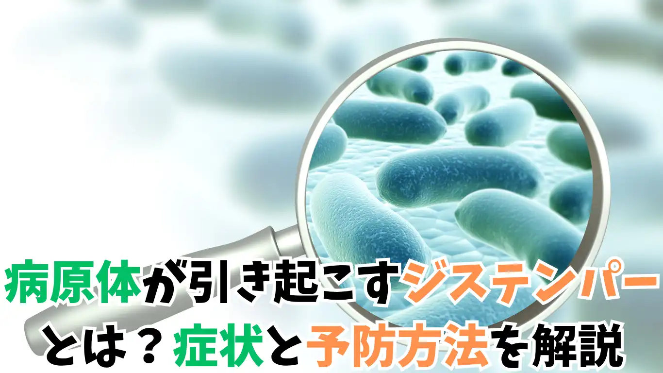 病原体が引き起こすジステンパーとは？症状と予防方法を解説 タイトル画像