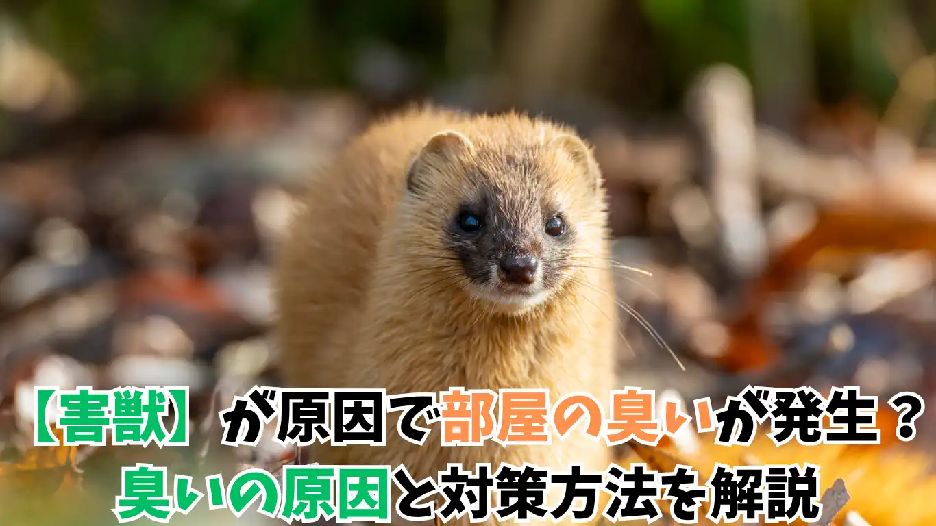 【害獣】が原因で部屋の臭いが発生？臭いの原因と対策方法を解説 タイトル画像