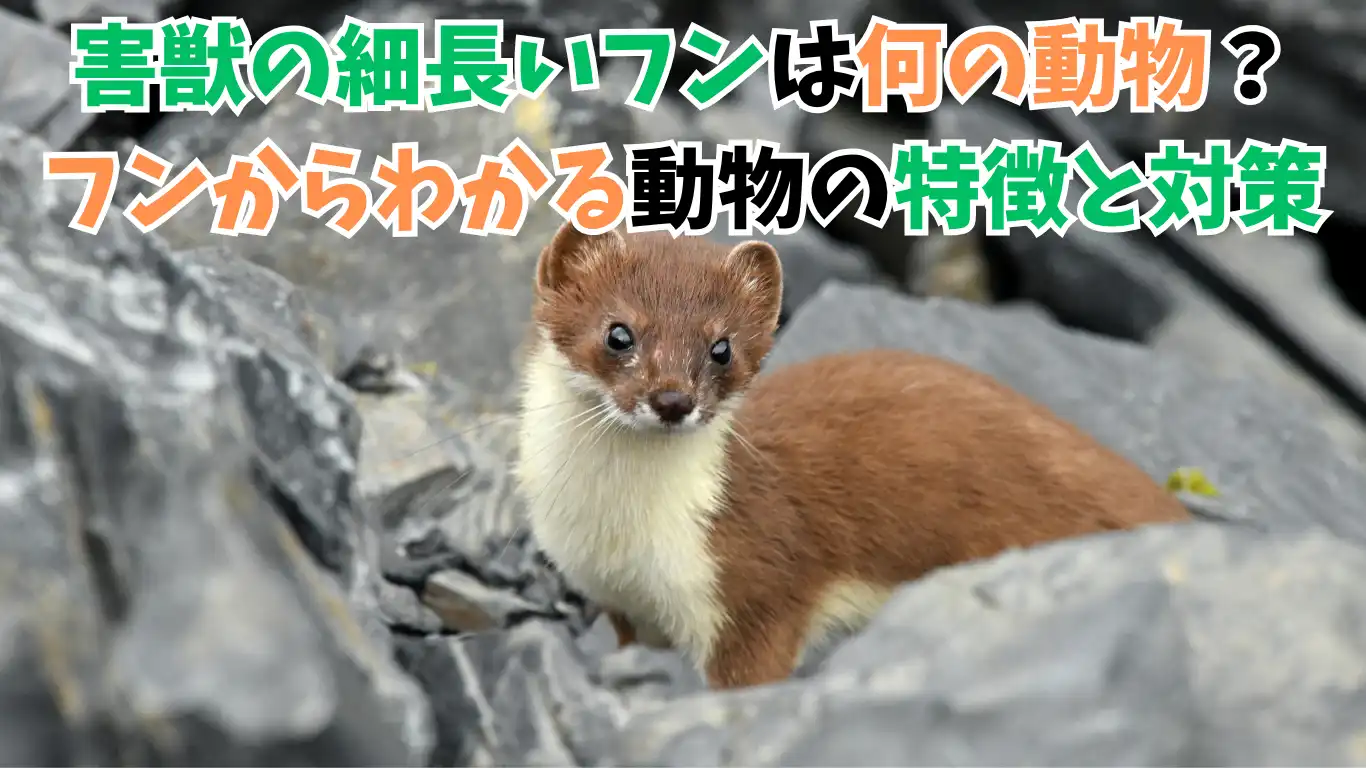 害獣の細長いフンは何の動物？フンからわかる動物の特徴と対策 タイトル画像
