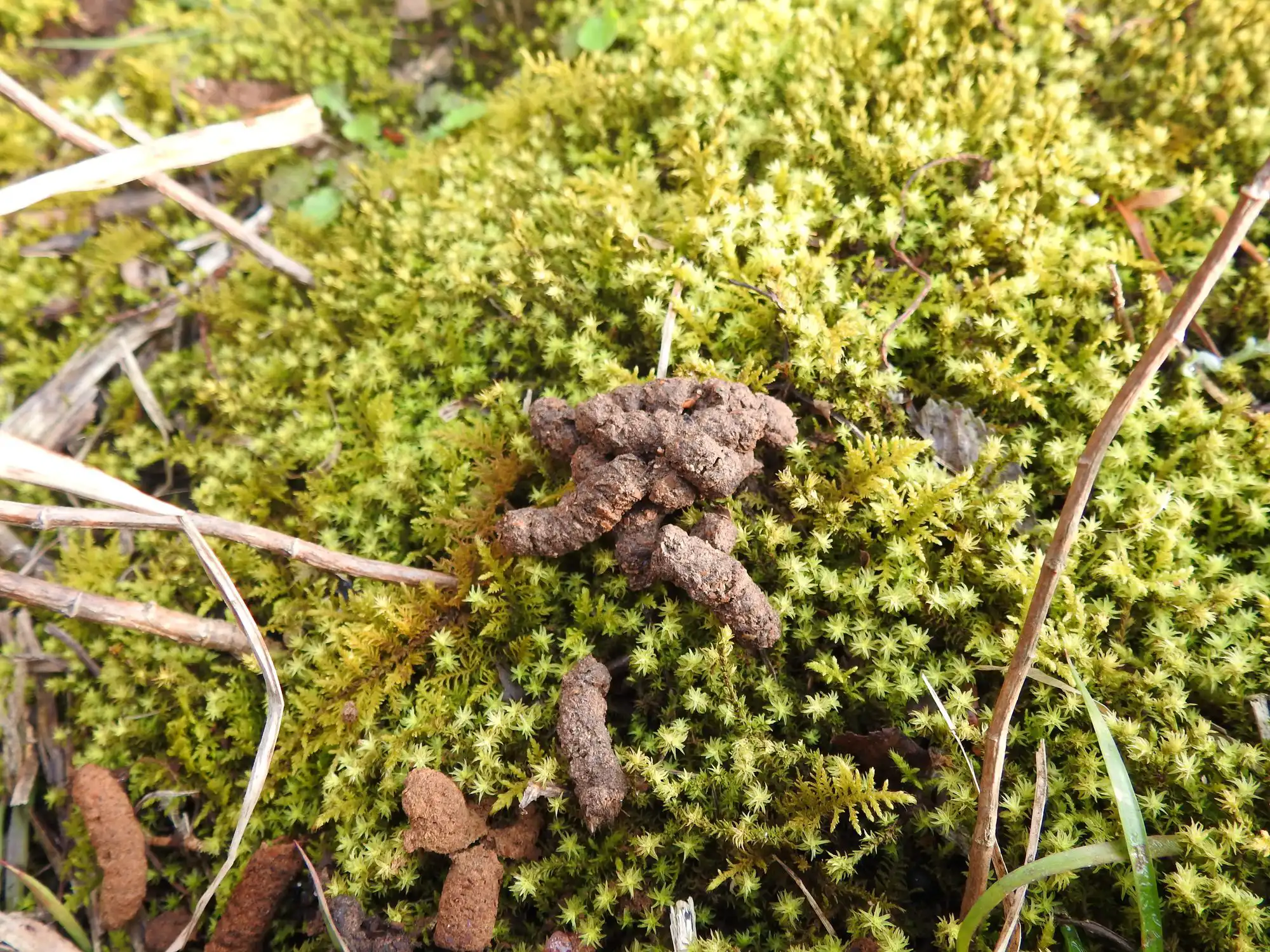 細長い害獣のフン