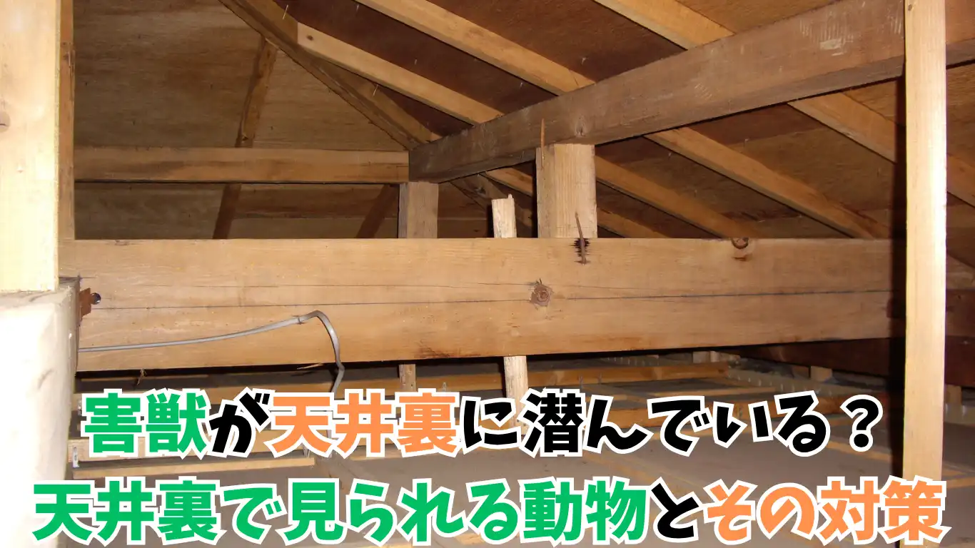 害獣が天井裏に潜んでいる？天井裏で見られる動物とその対策 タイトル画像